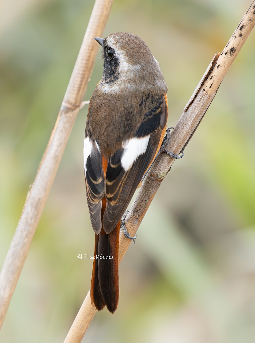 Daurian Redstart - ML625603674