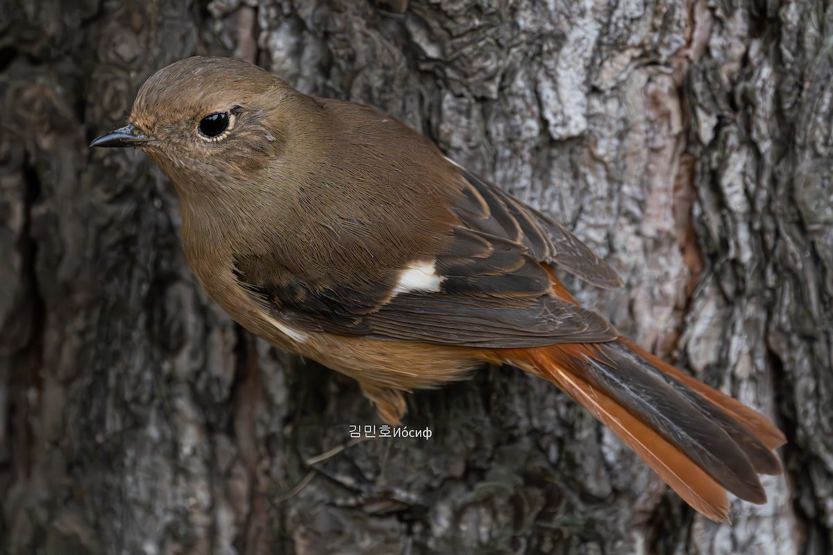 Daurian Redstart - ML625603675