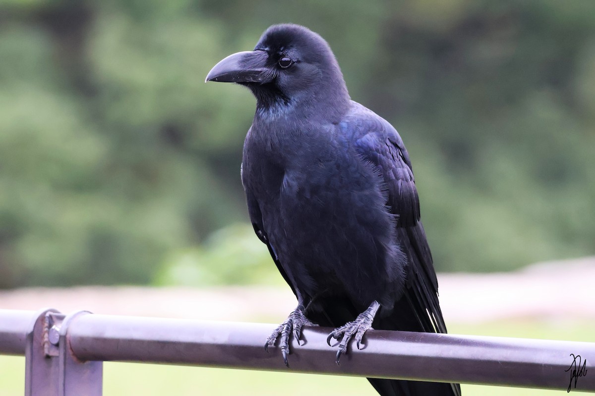 Corbeau à gros bec - ML625603706