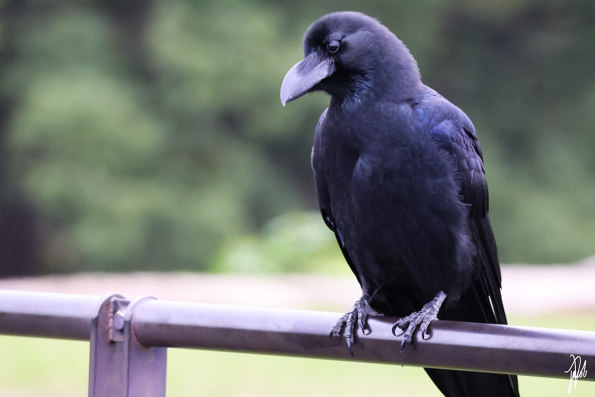 Corbeau à gros bec - ML625603707