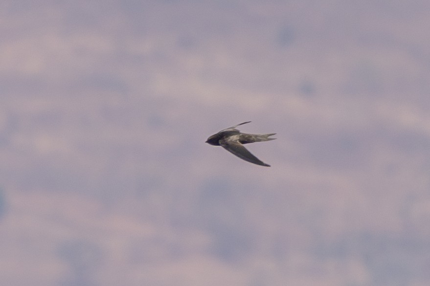 African Swift - ML625603753