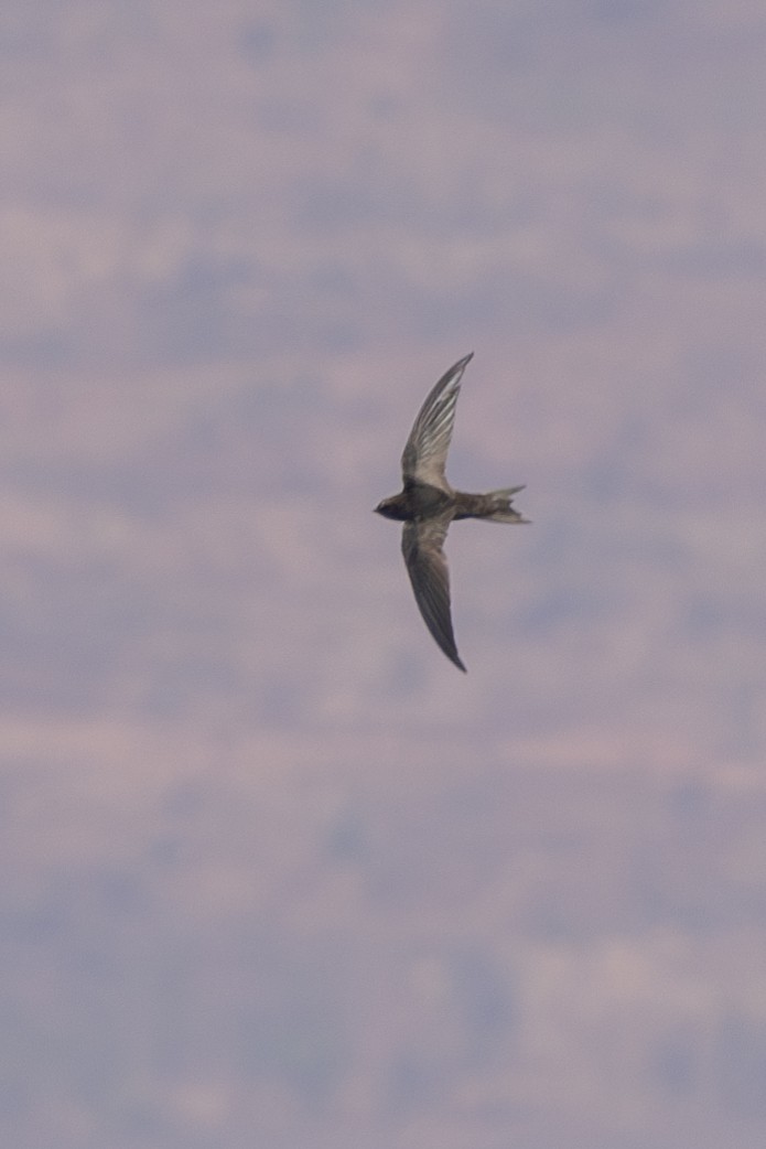 African Swift - ML625603754
