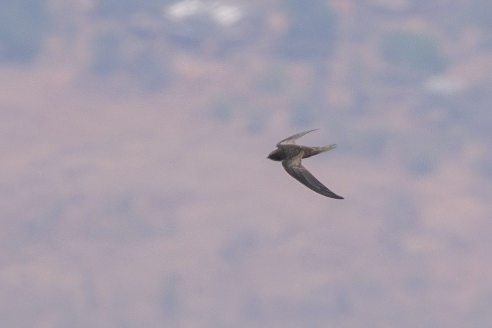 African Swift - ML625603755