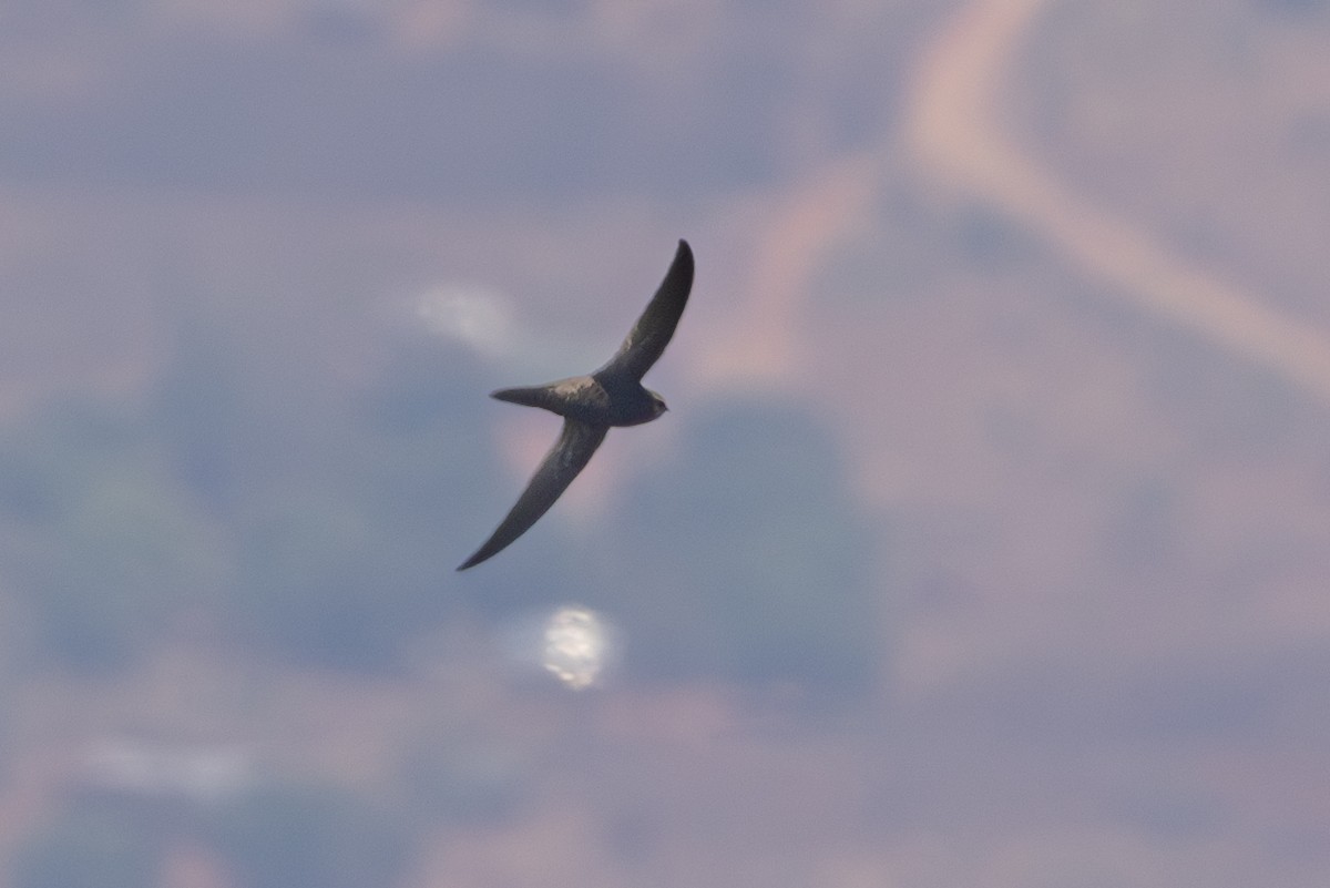 African Swift - ML625603756