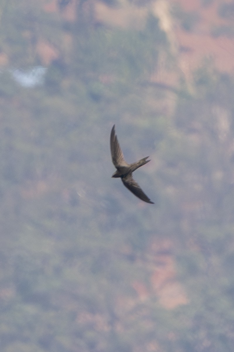 African Swift - ML625603757