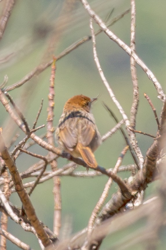 Wailing Cisticola - ML625603762