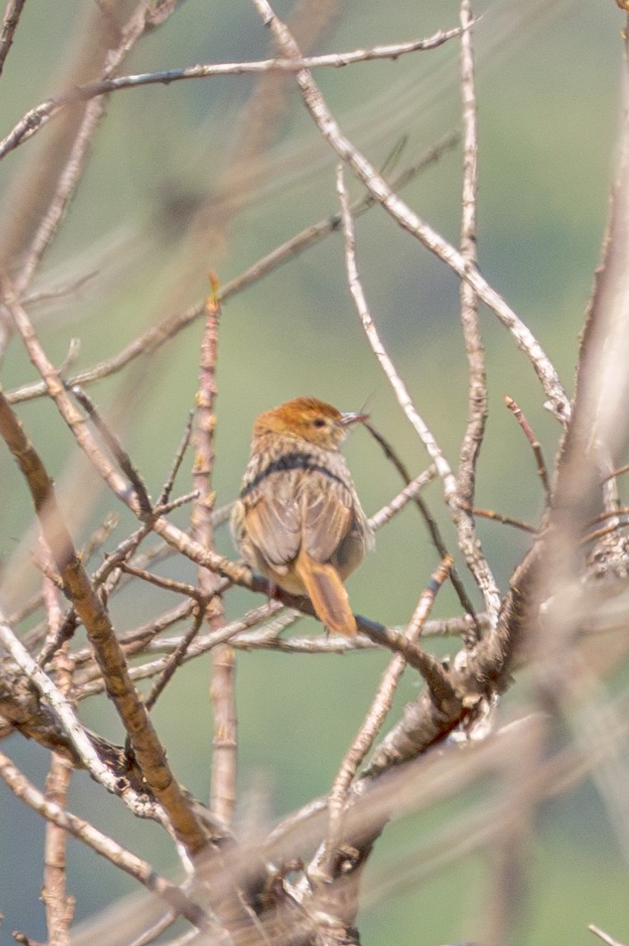 Wailing Cisticola - ML625603763
