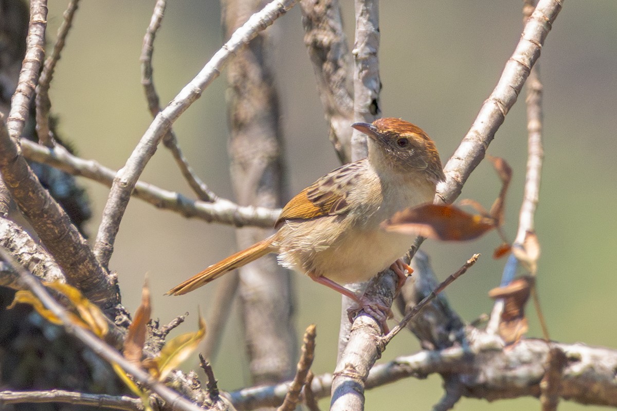 Wailing Cisticola - ML625603765