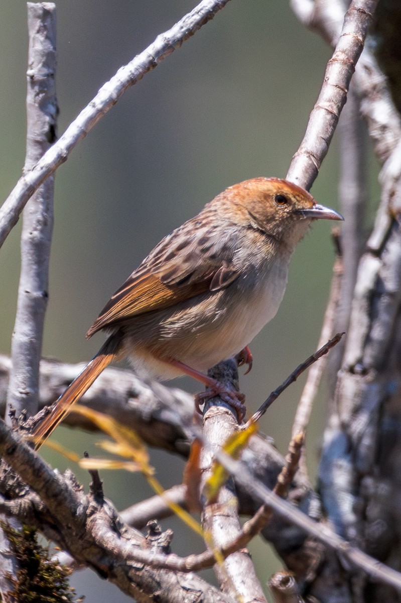 Wailing Cisticola - ML625603766