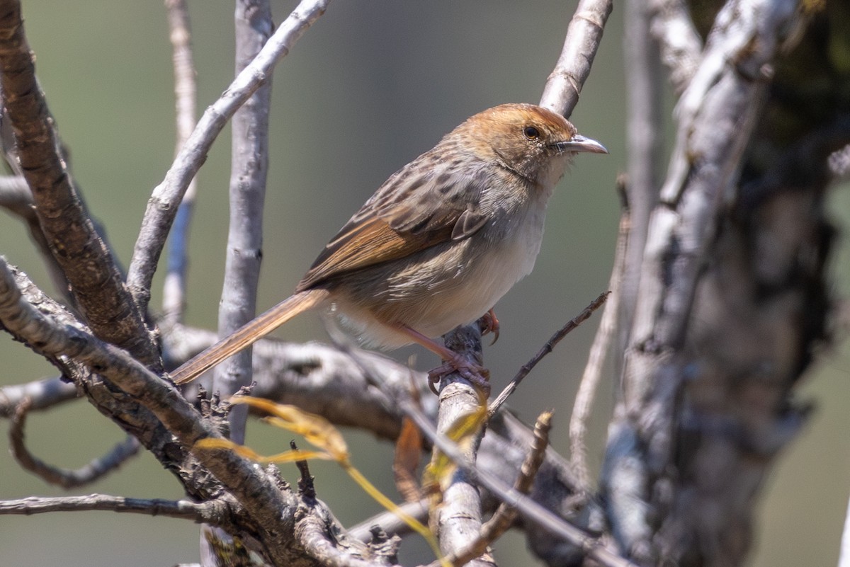 Wailing Cisticola - ML625603767