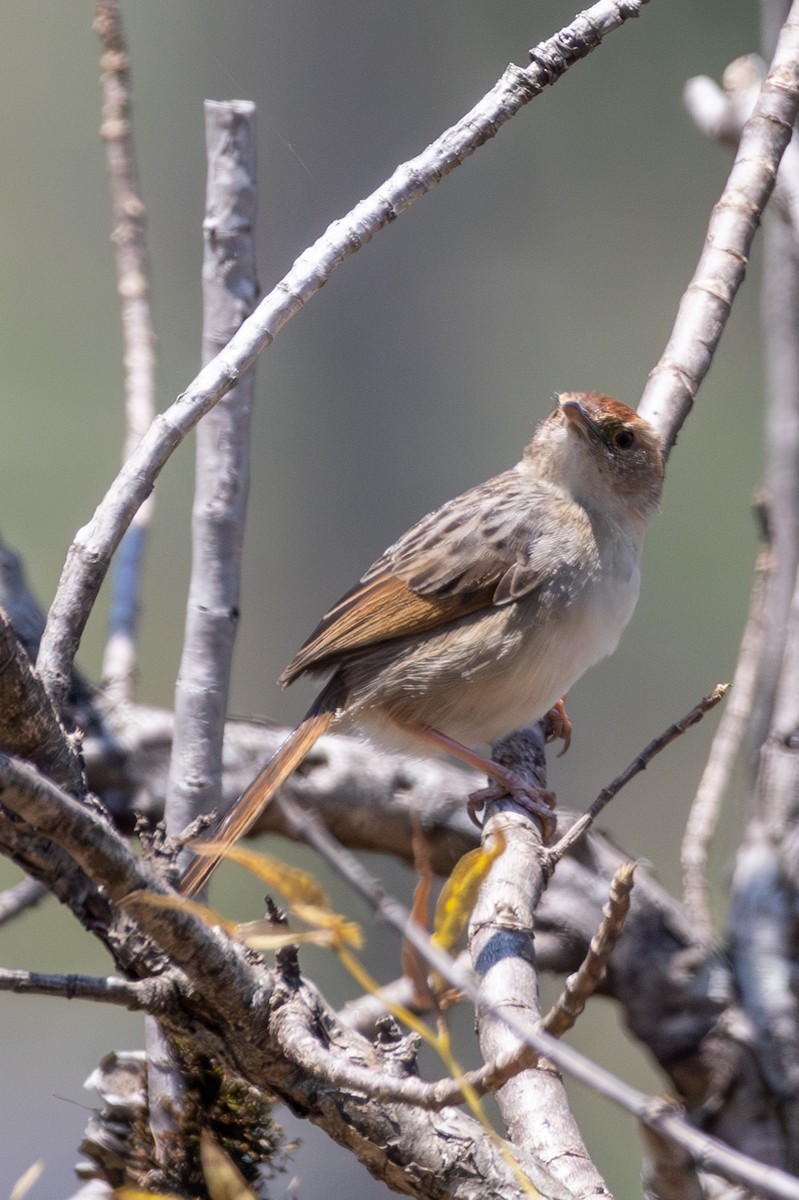Wailing Cisticola - ML625603768