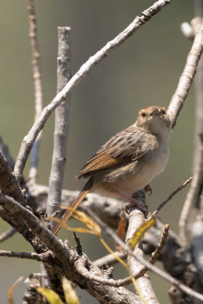 Wailing Cisticola - ML625603769
