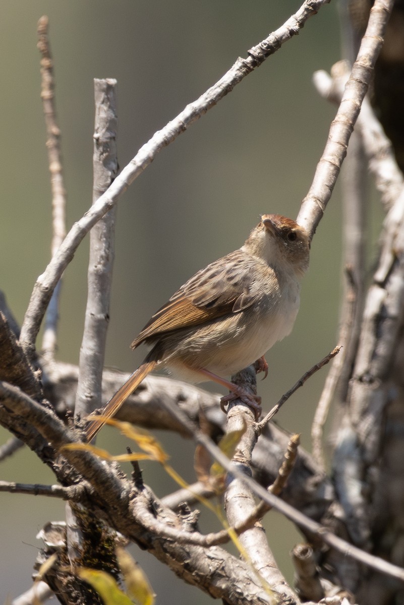 Wailing Cisticola - ML625603770