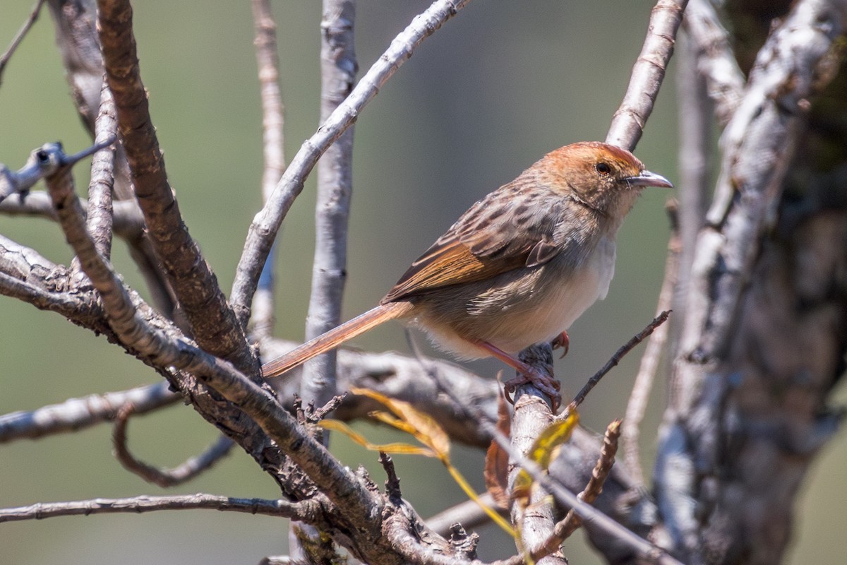 Wailing Cisticola - ML625603771