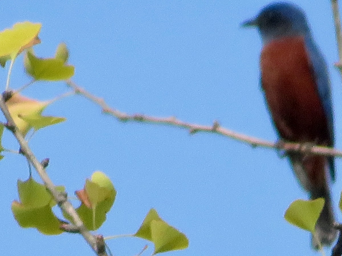 Chestnut-bellied Rock-Thrush - ML625603823