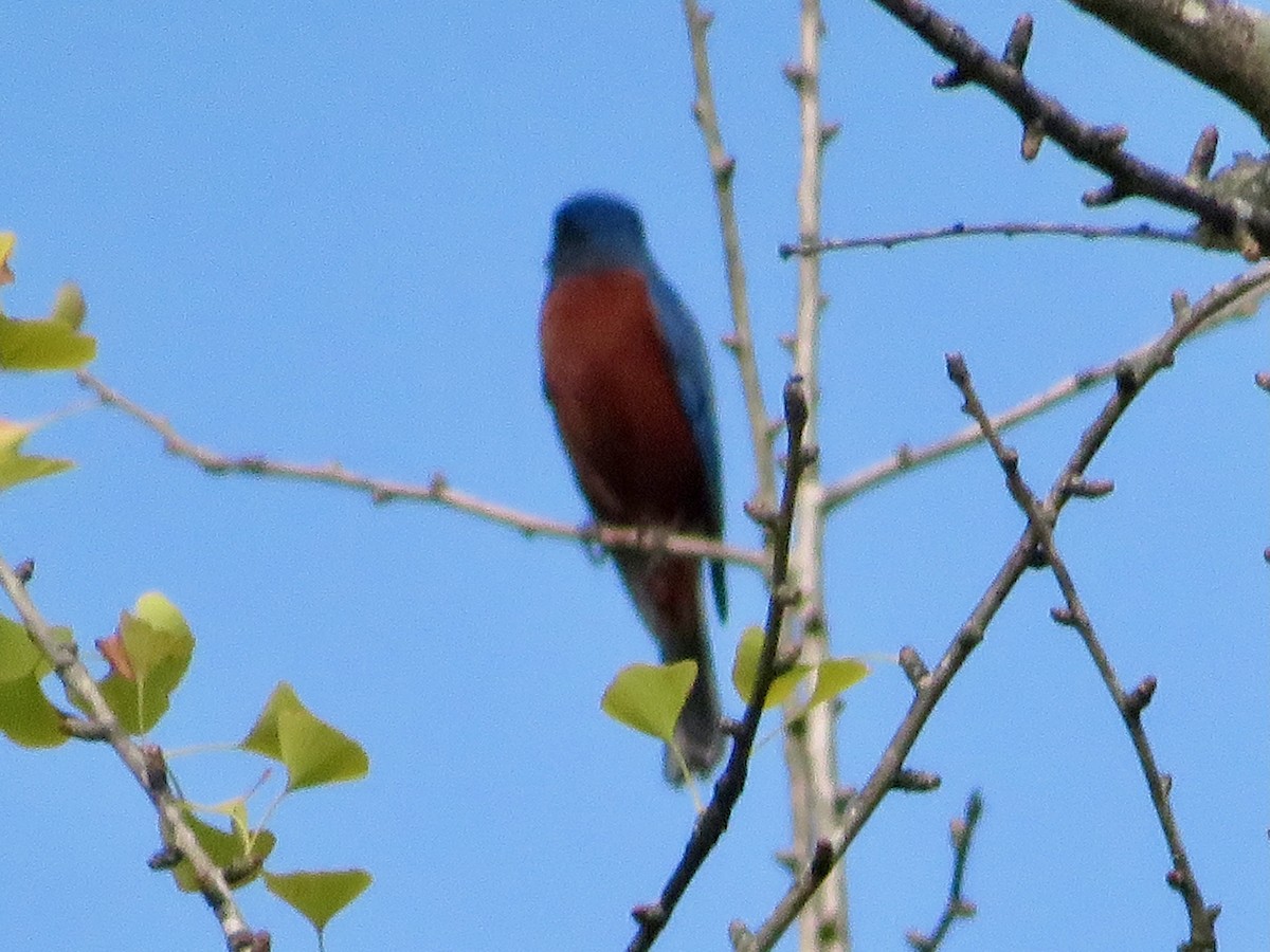 Chestnut-bellied Rock-Thrush - ML625603824