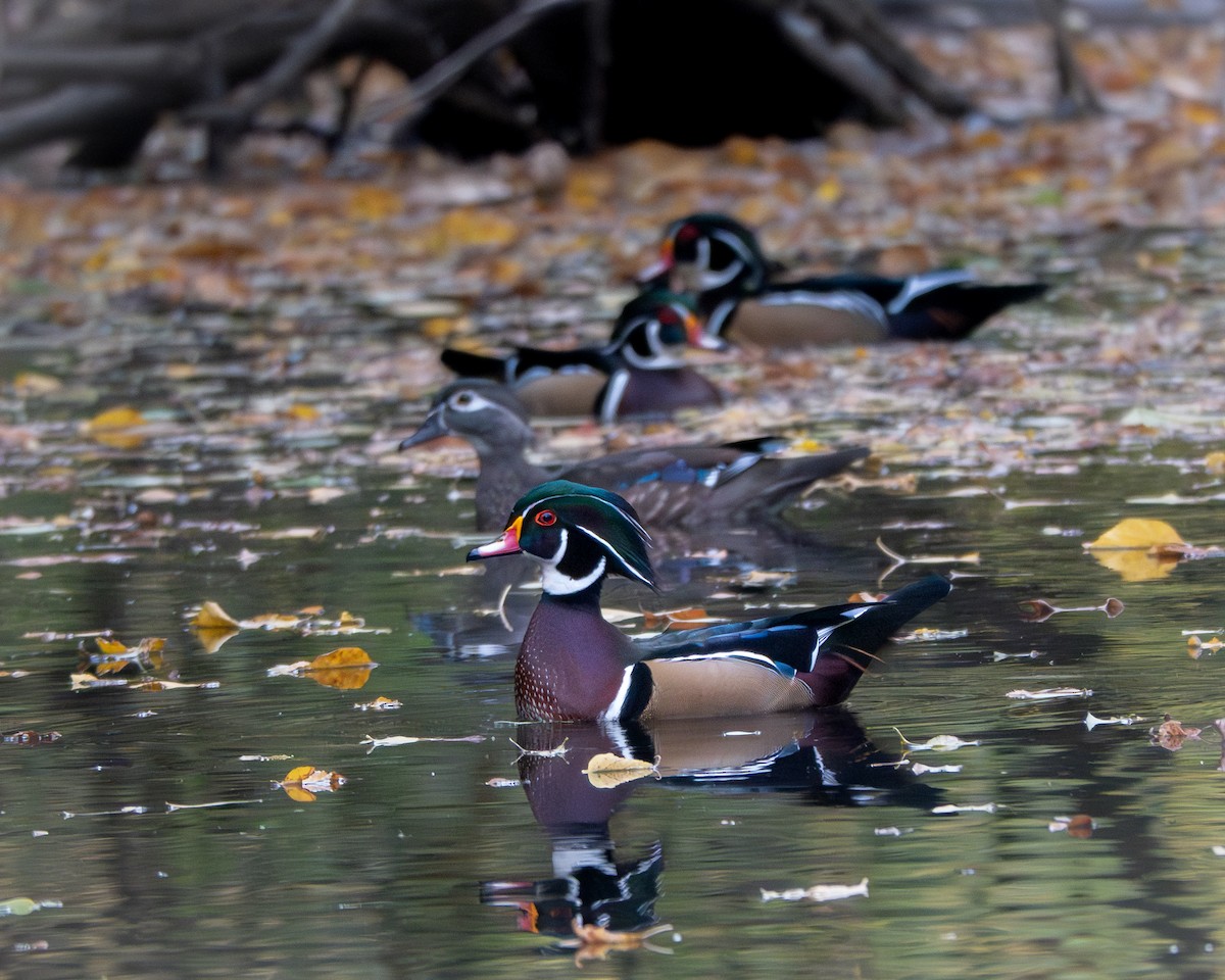 Wood Duck - ML625603988