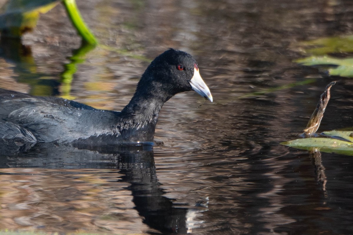 American Coot - ML625604111