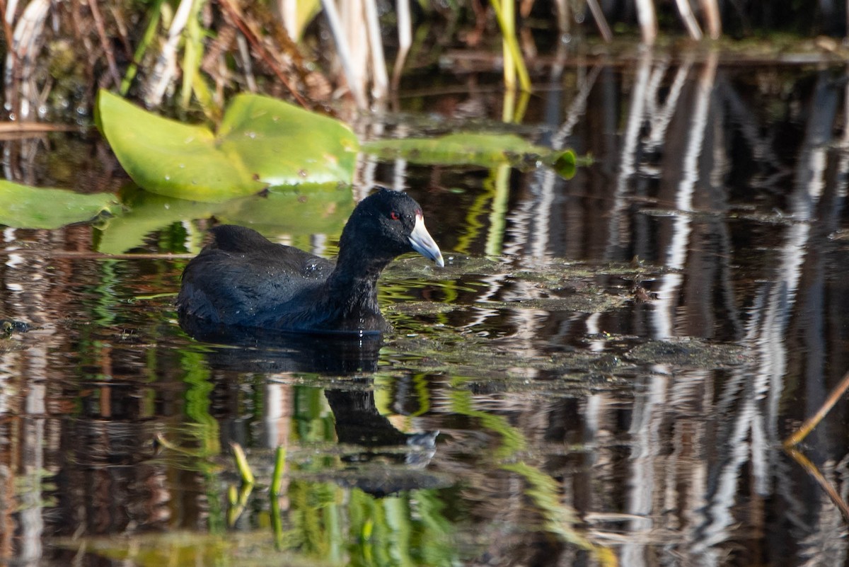 American Coot - ML625604112