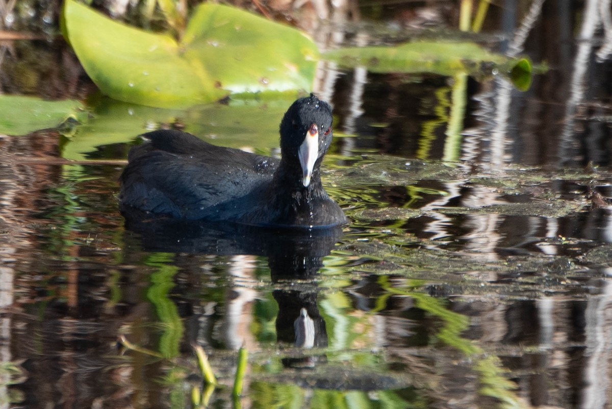 American Coot - ML625604113