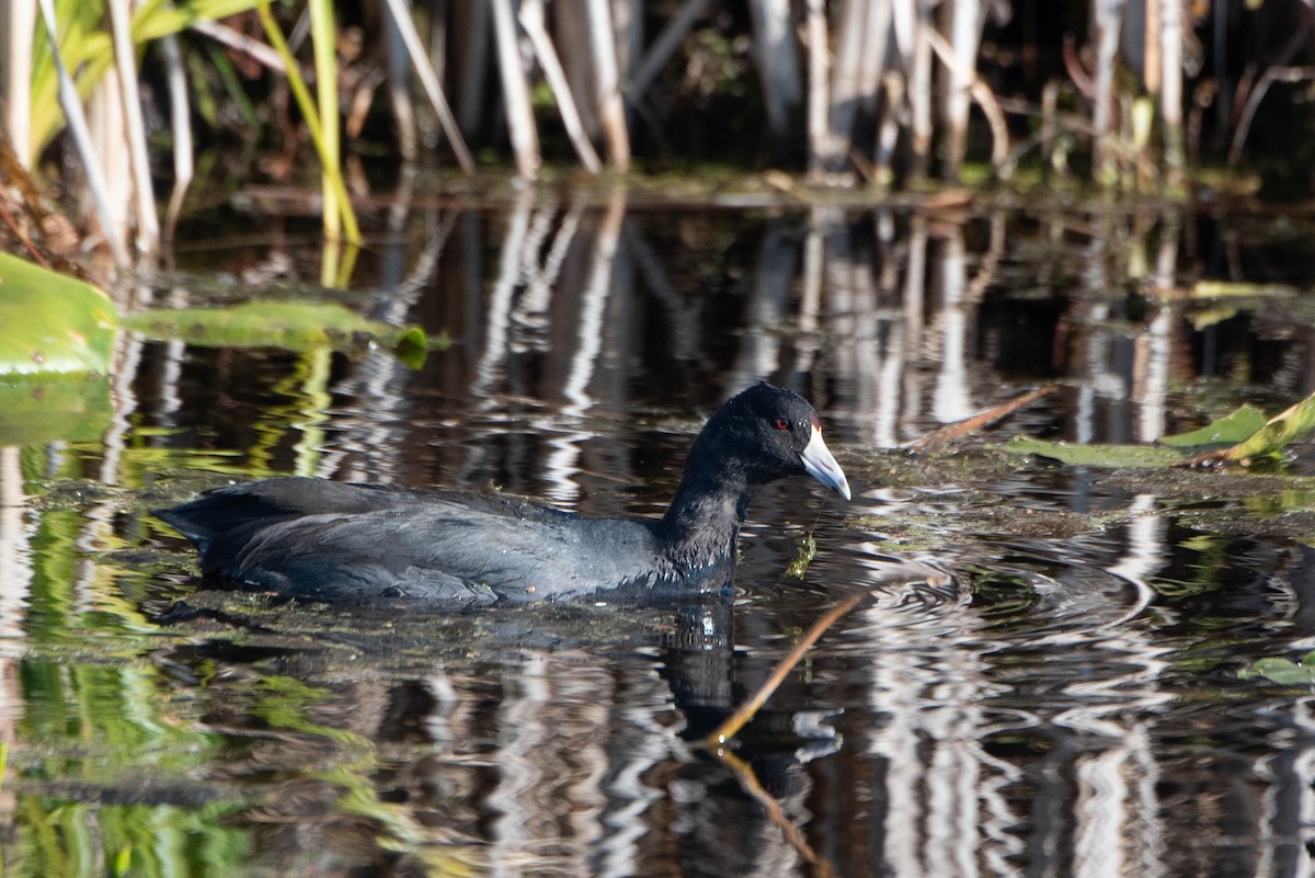 American Coot - ML625604192