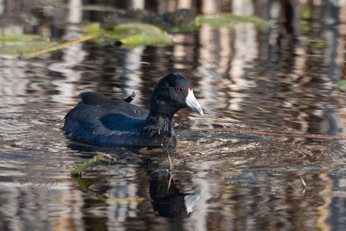 American Coot - ML625604193