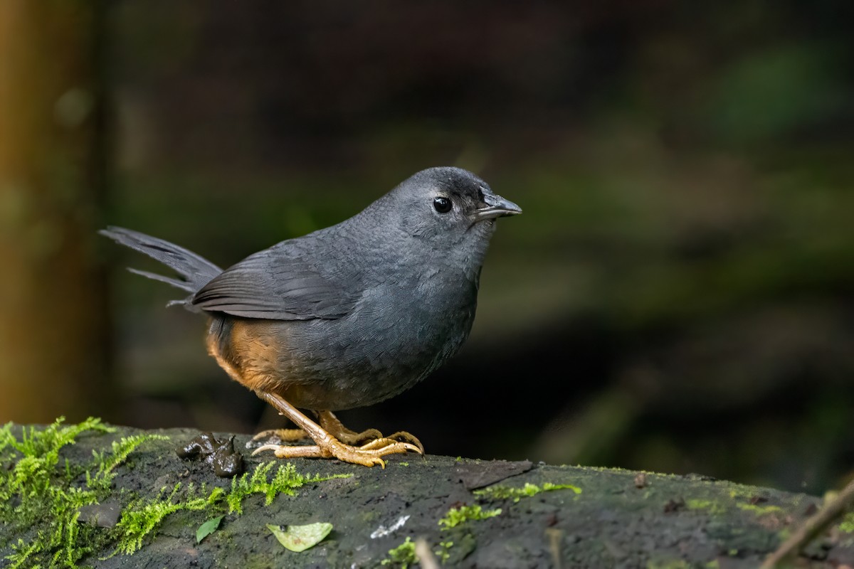 Ochre-flanked Tapaculo - ML625604343