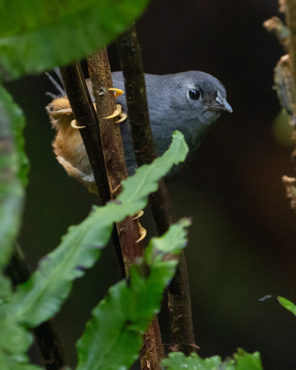 Ochre-flanked Tapaculo - ML625604344