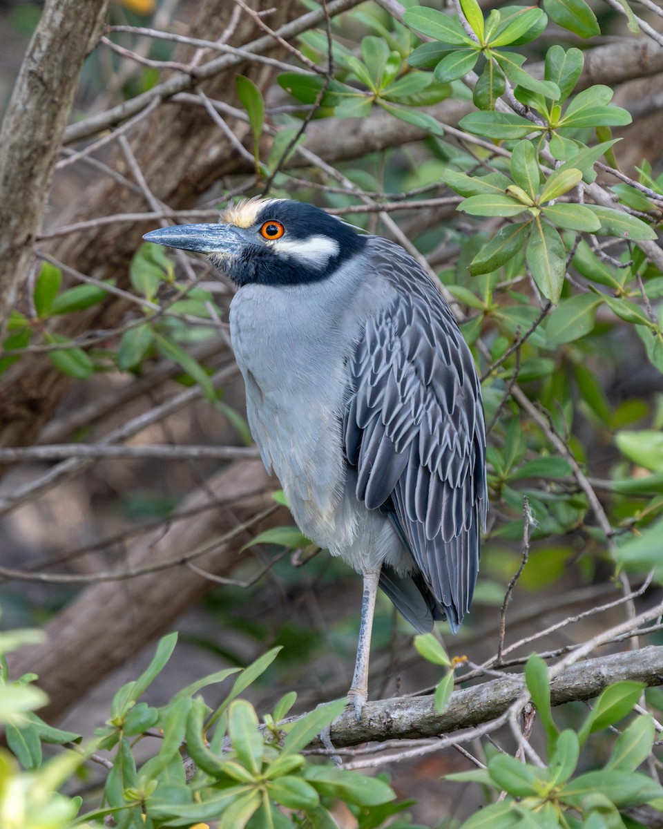 Yellow-crowned Night Heron - Milos Petkovic