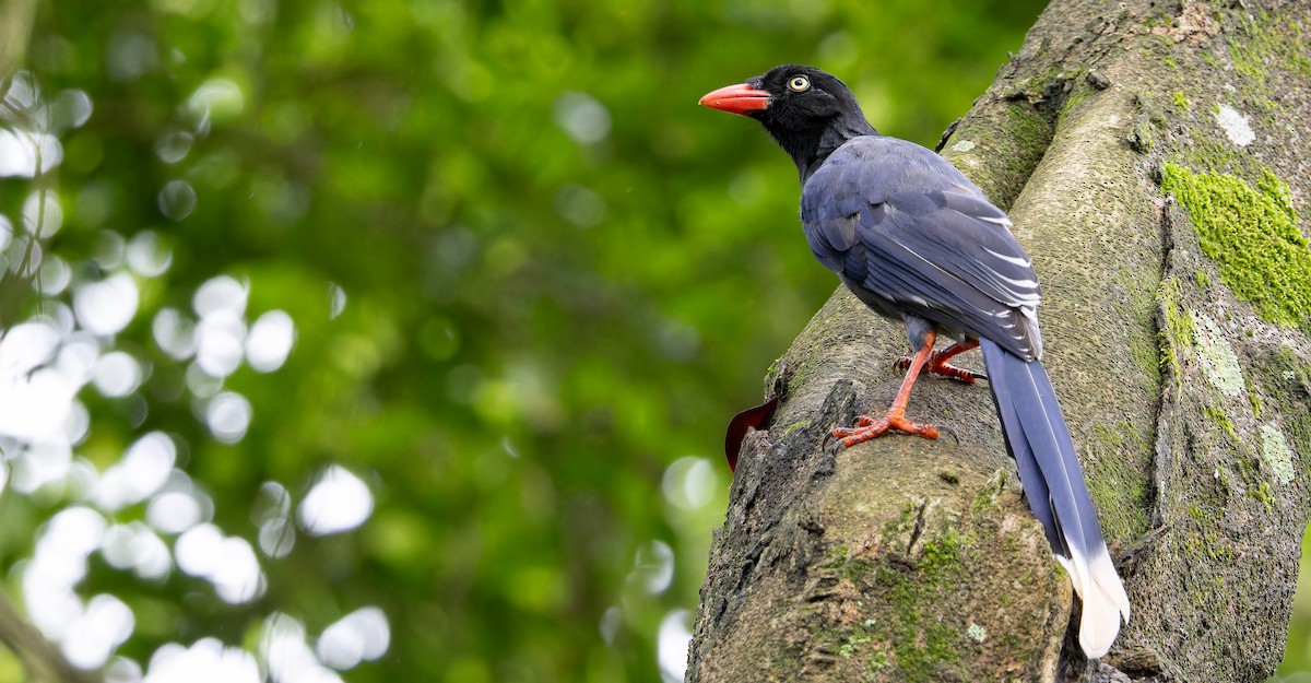 Taiwan Blue-Magpie - Friedemann Arndt