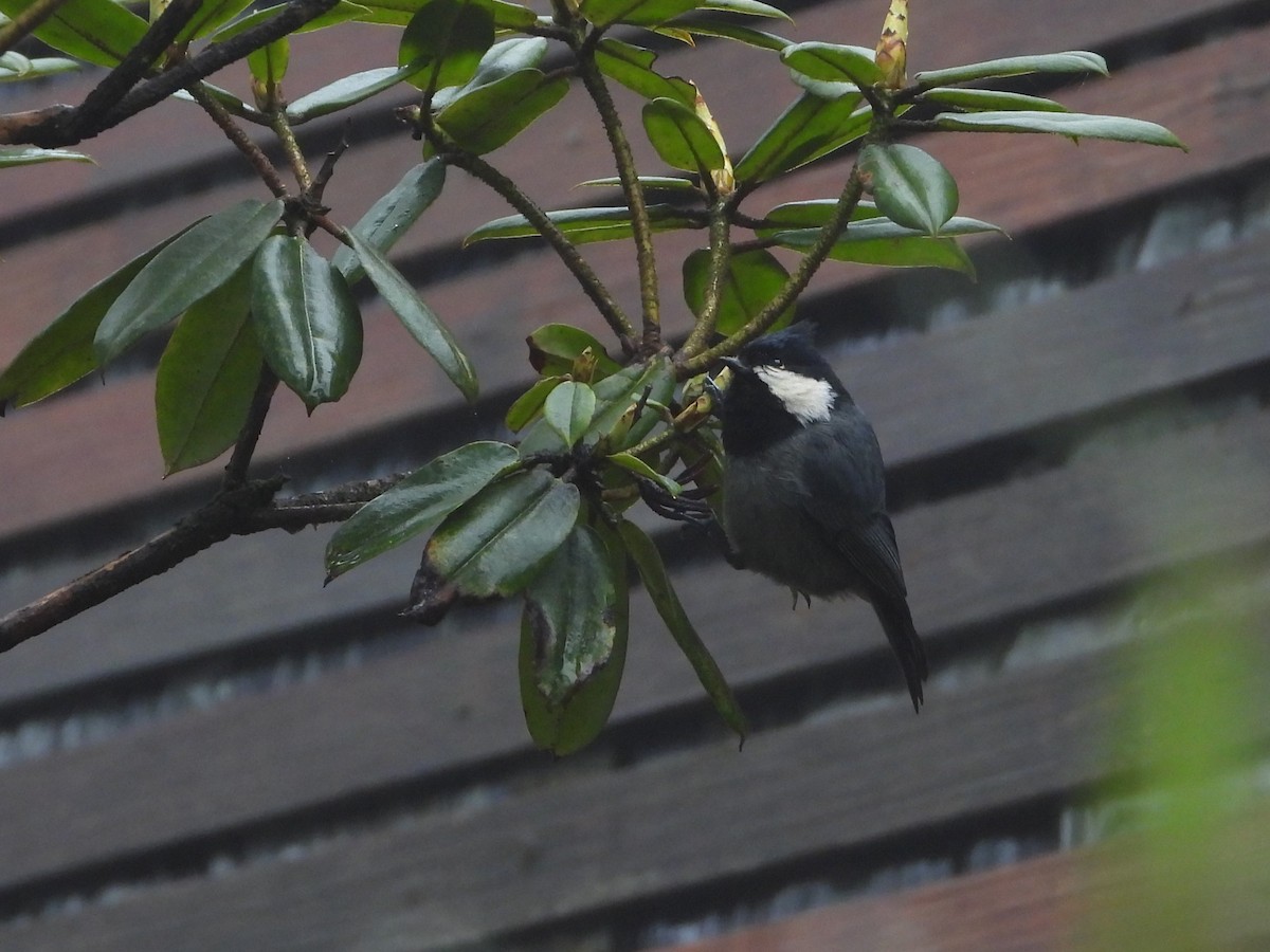 Rufous-vented Tit - ML625604559