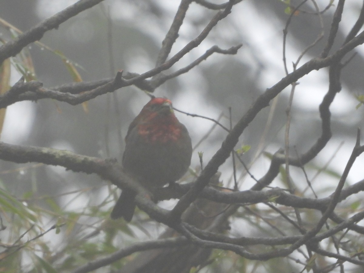 Crimson-browed Finch - ML625604560