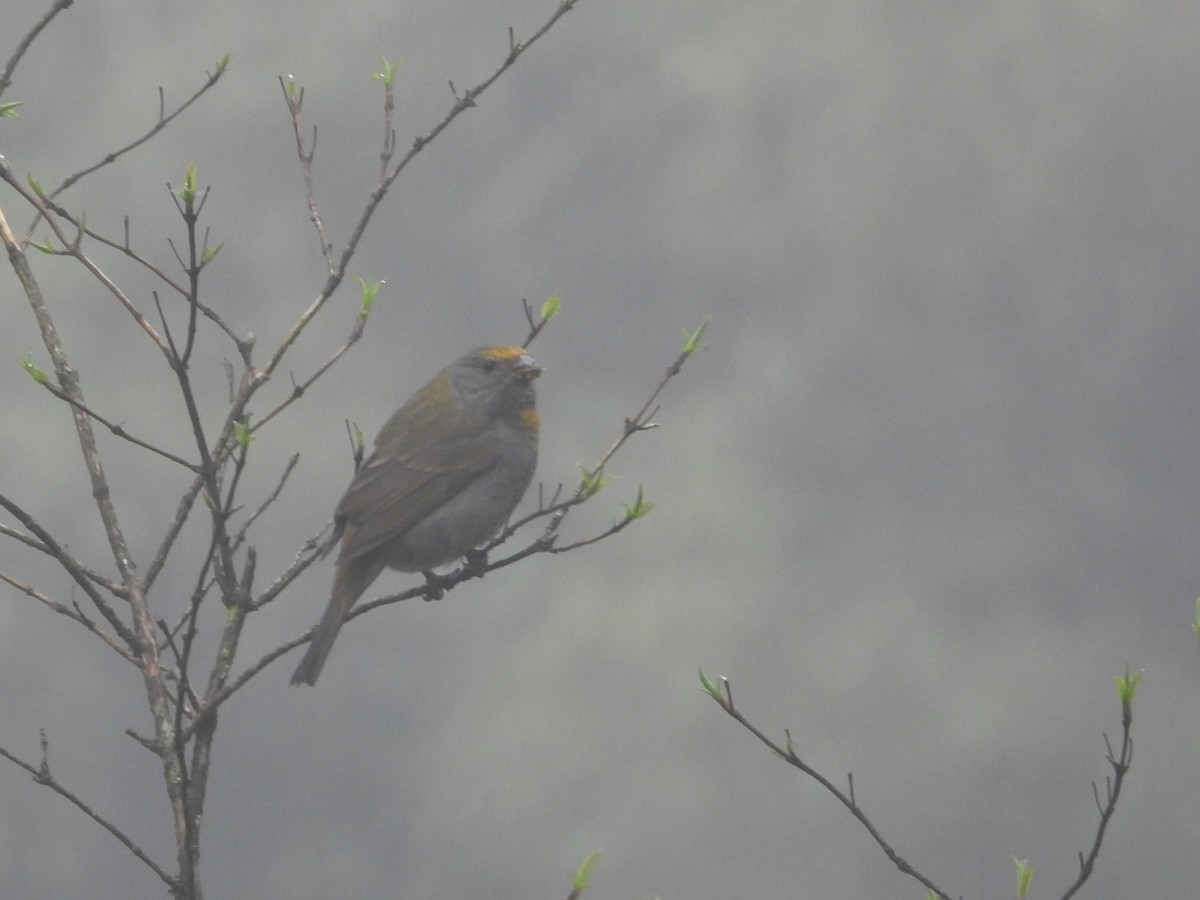 Crimson-browed Finch - ML625604561