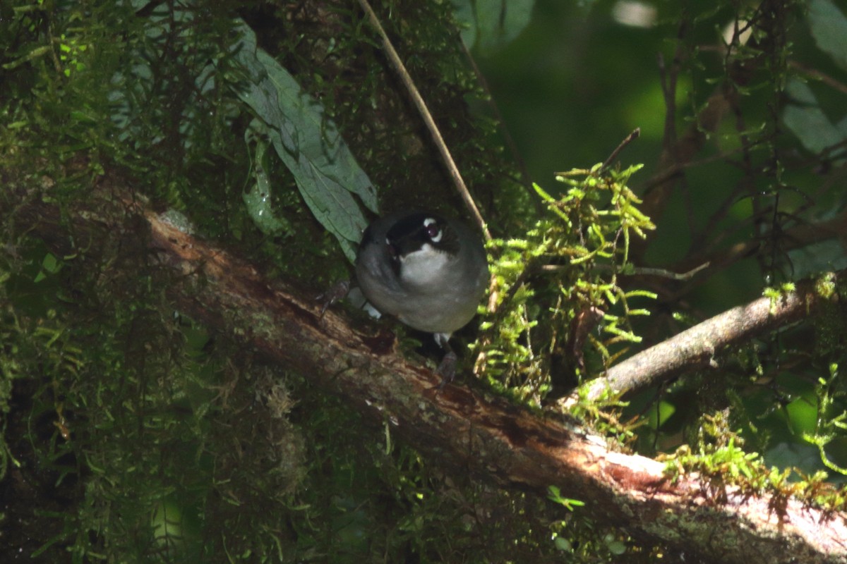 Black-headed Sibia - ML625604621