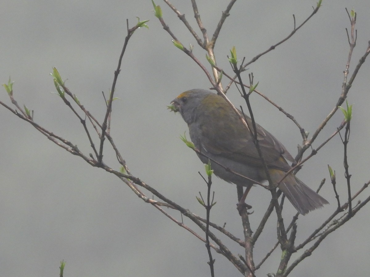 Crimson-browed Finch - ML625604670