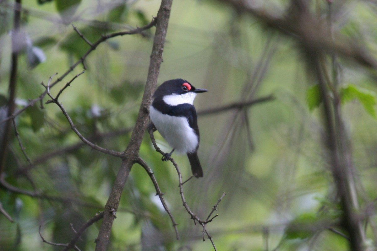 Black-throated Wattle-eye - ML625604679