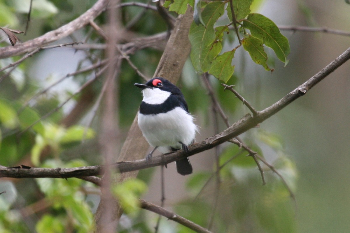 Black-throated Wattle-eye - ML625604680