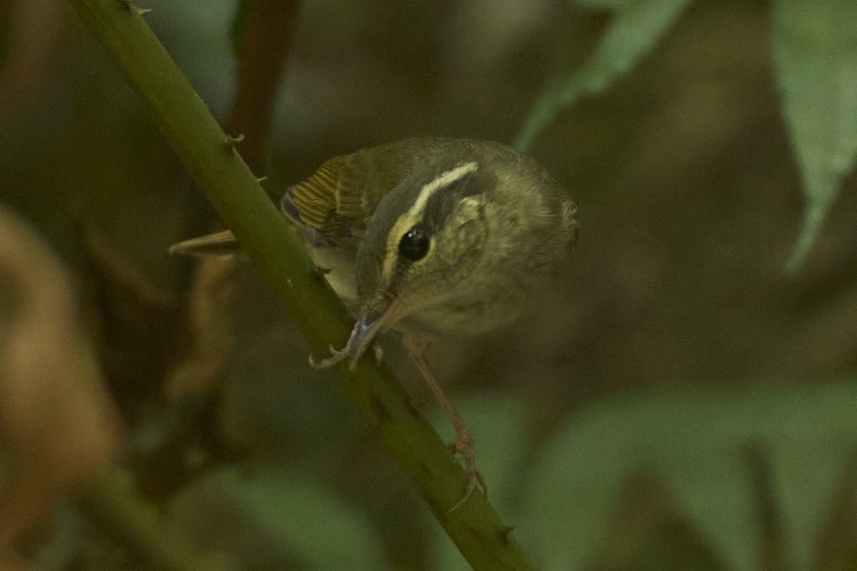 Pale-legged Leaf Warbler - ML625604705