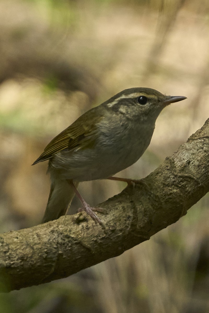 Pale-legged Leaf Warbler - ML625604706