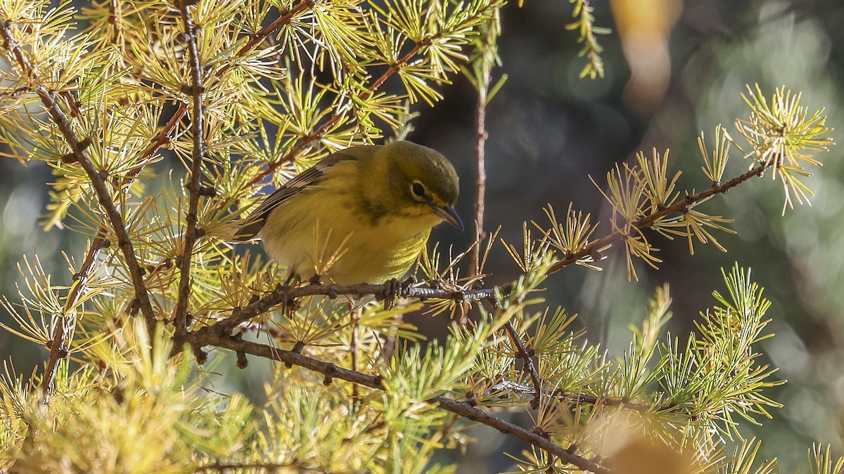 Pine Warbler - ML625604707