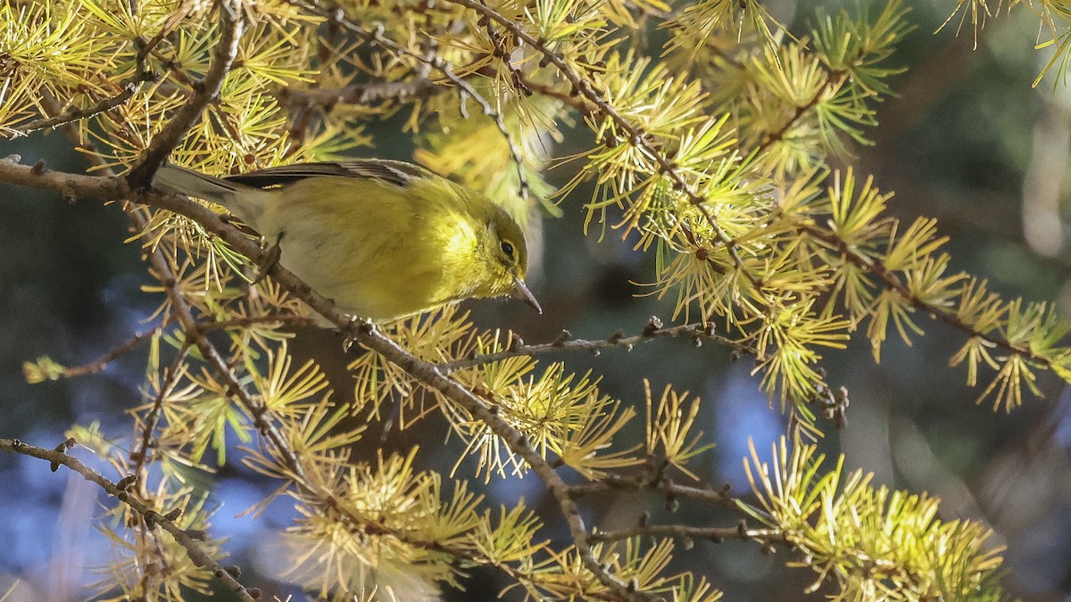 Pine Warbler - ML625604708