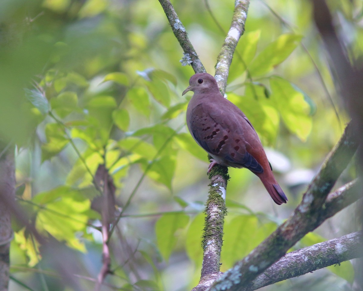 Blue Ground Dove - ML625604732