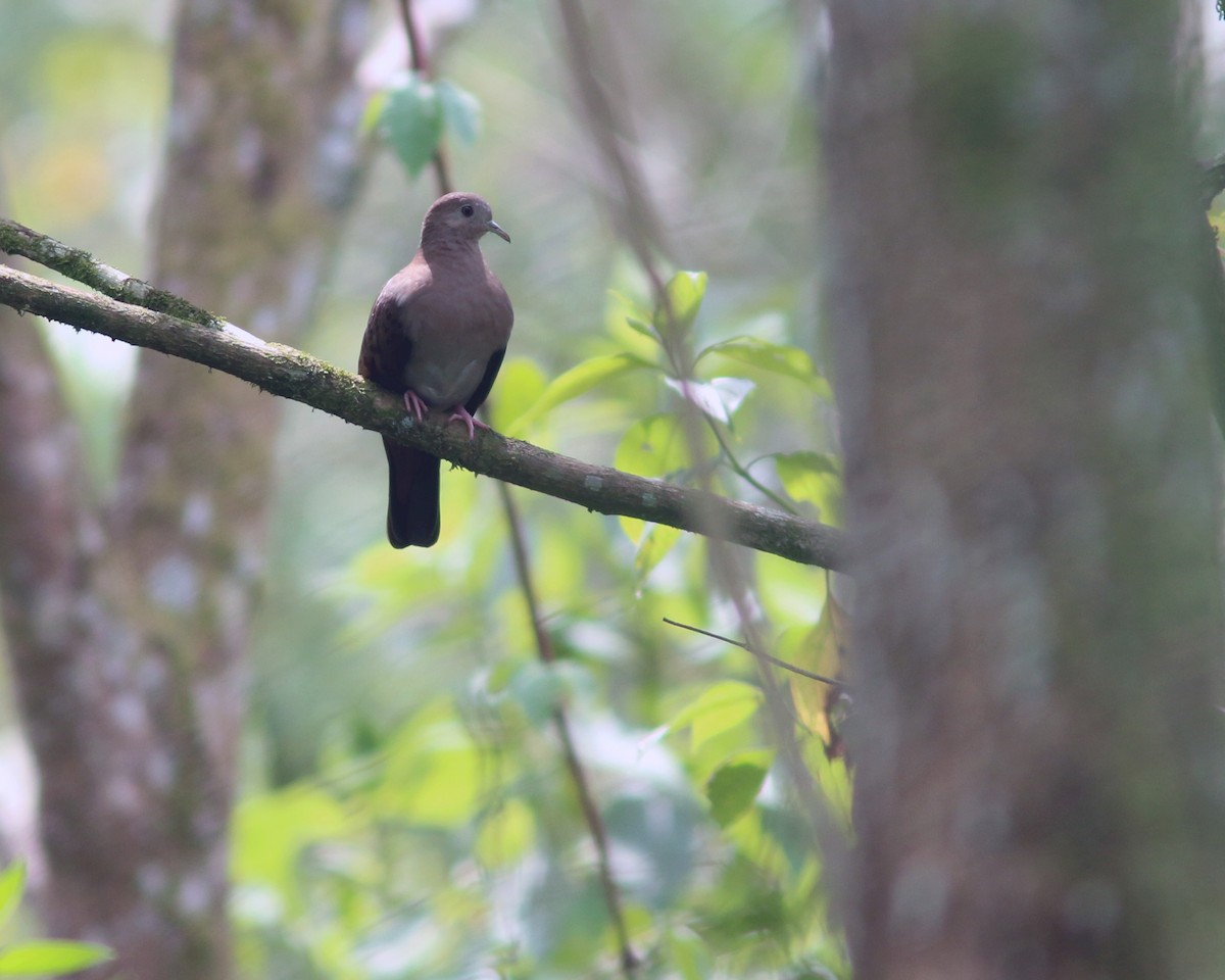 Blue Ground Dove - ML625604733