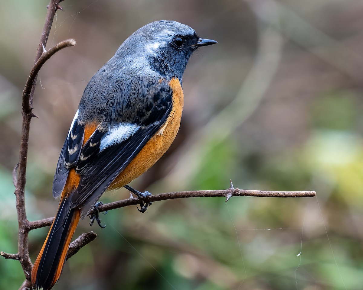 Daurian Redstart - ML625604747