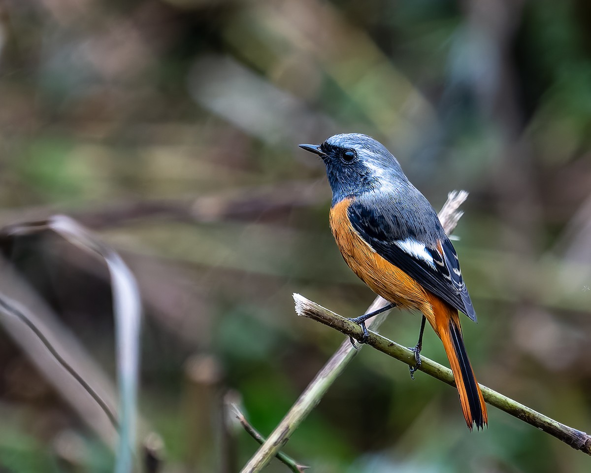 Daurian Redstart - ML625604755