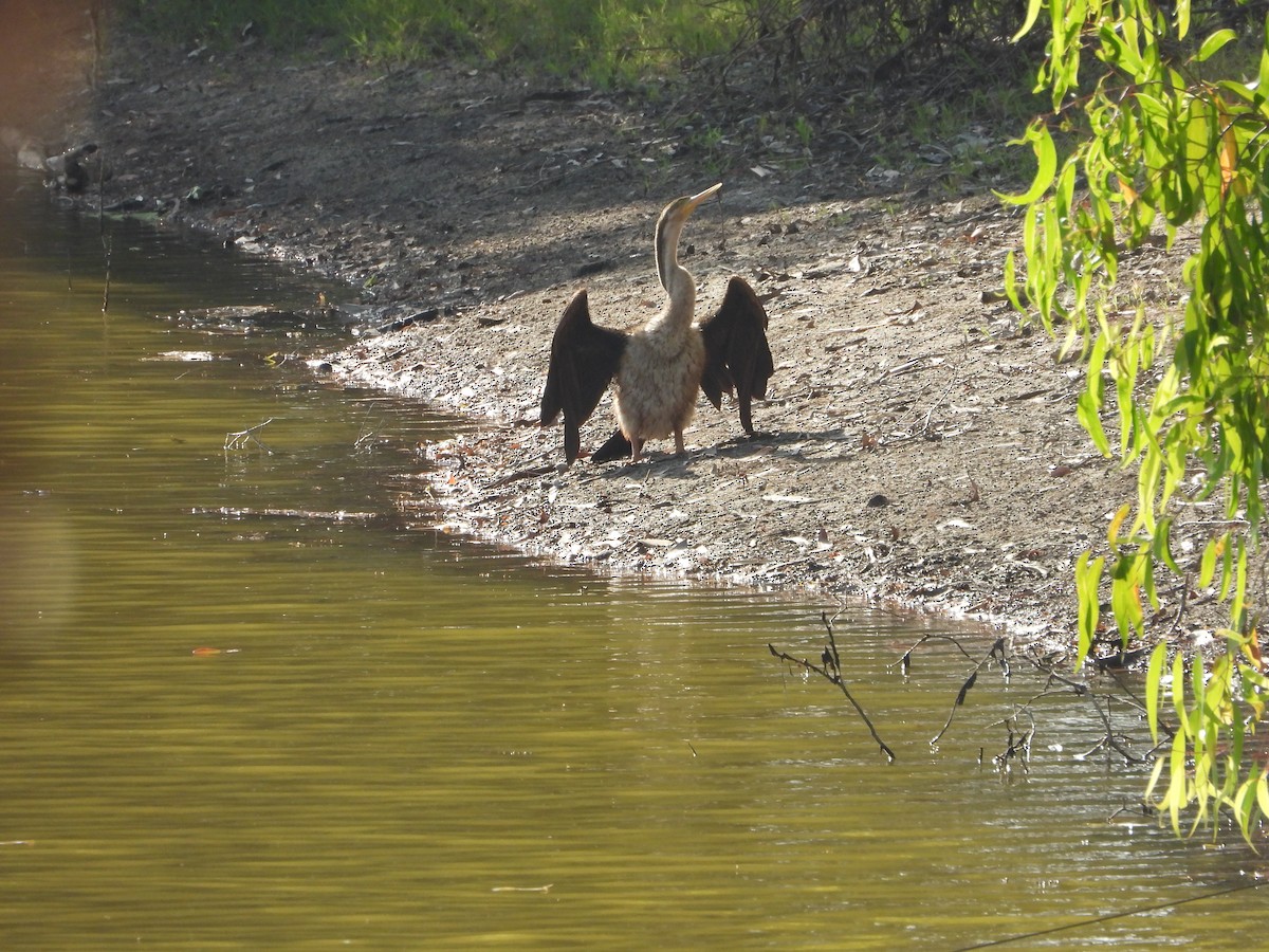 Anhinga Australiana - ML625604895