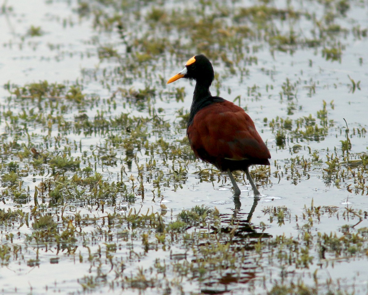 Northern Jacana - ML625604908