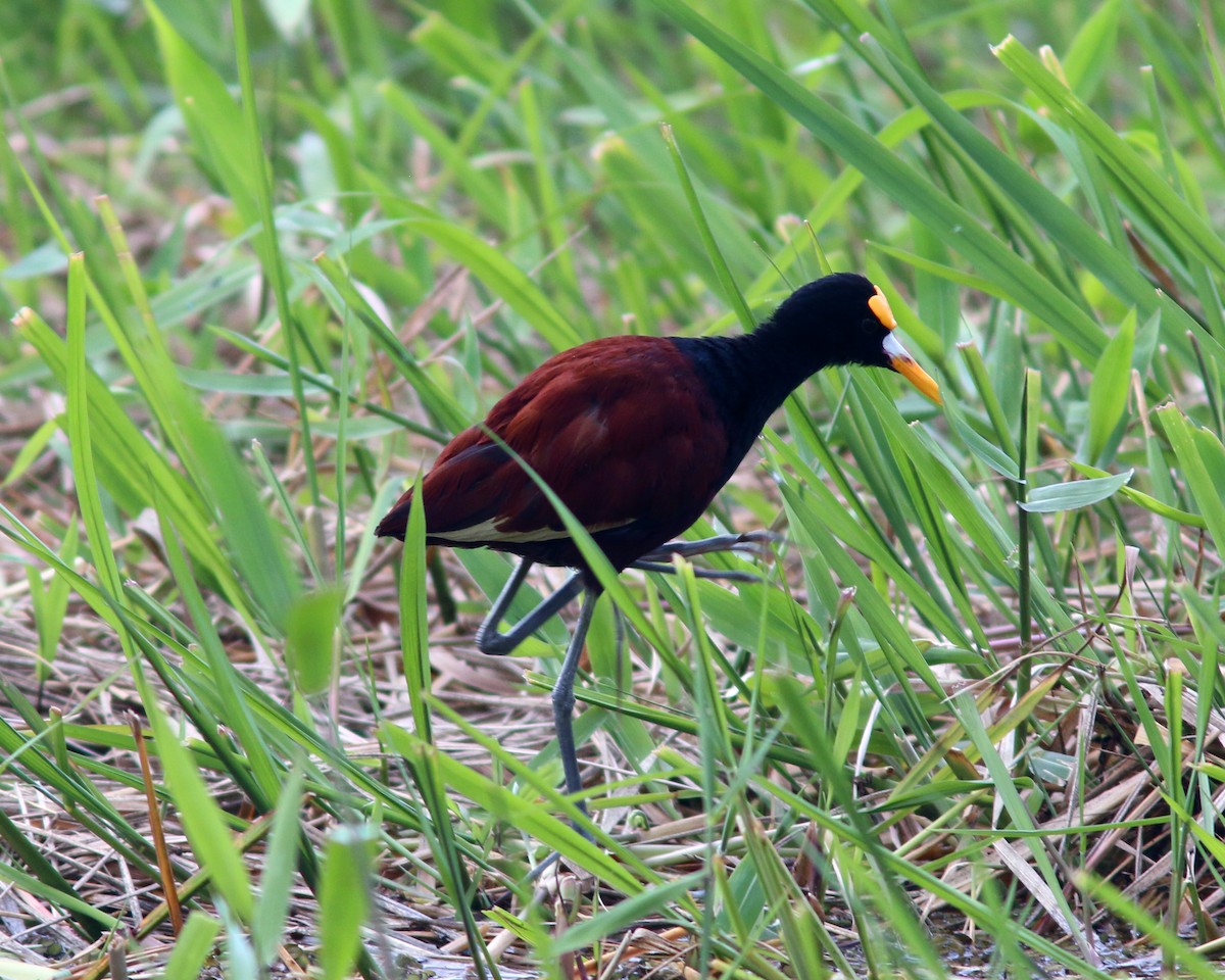 Northern Jacana - ML625604909