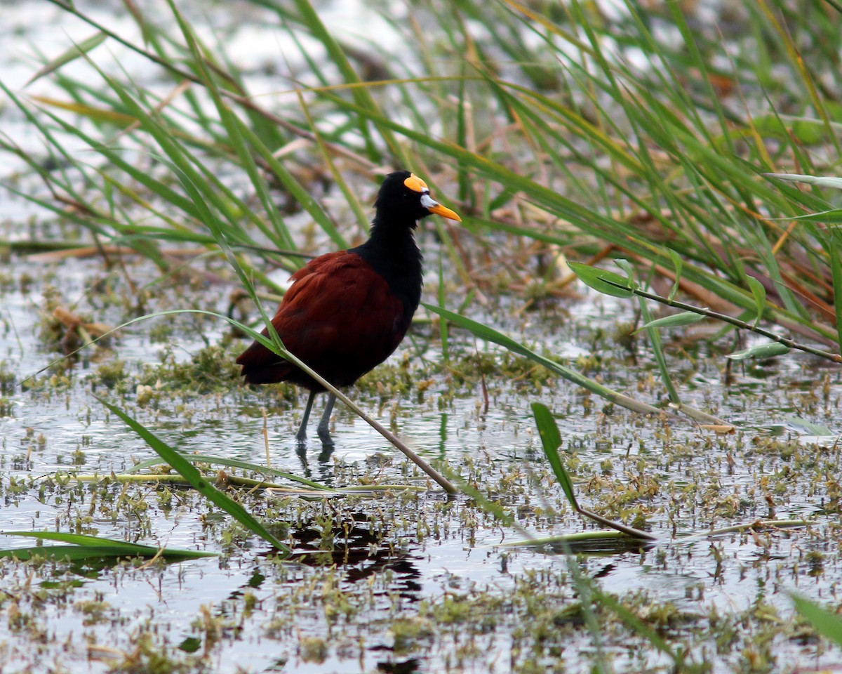 Northern Jacana - ML625604910