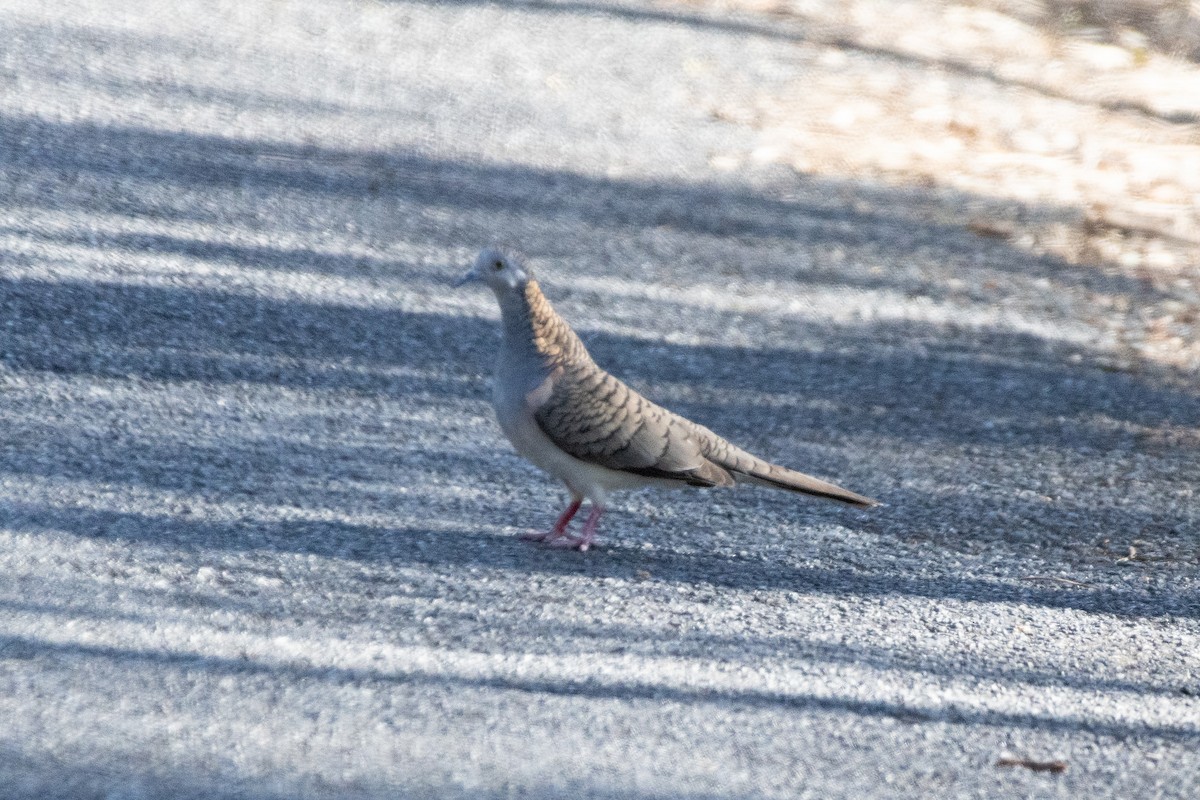 Bar-shouldered Dove - ML625604914